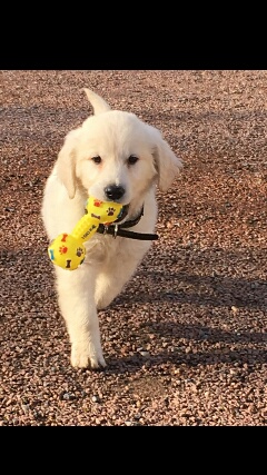 Golden retriever